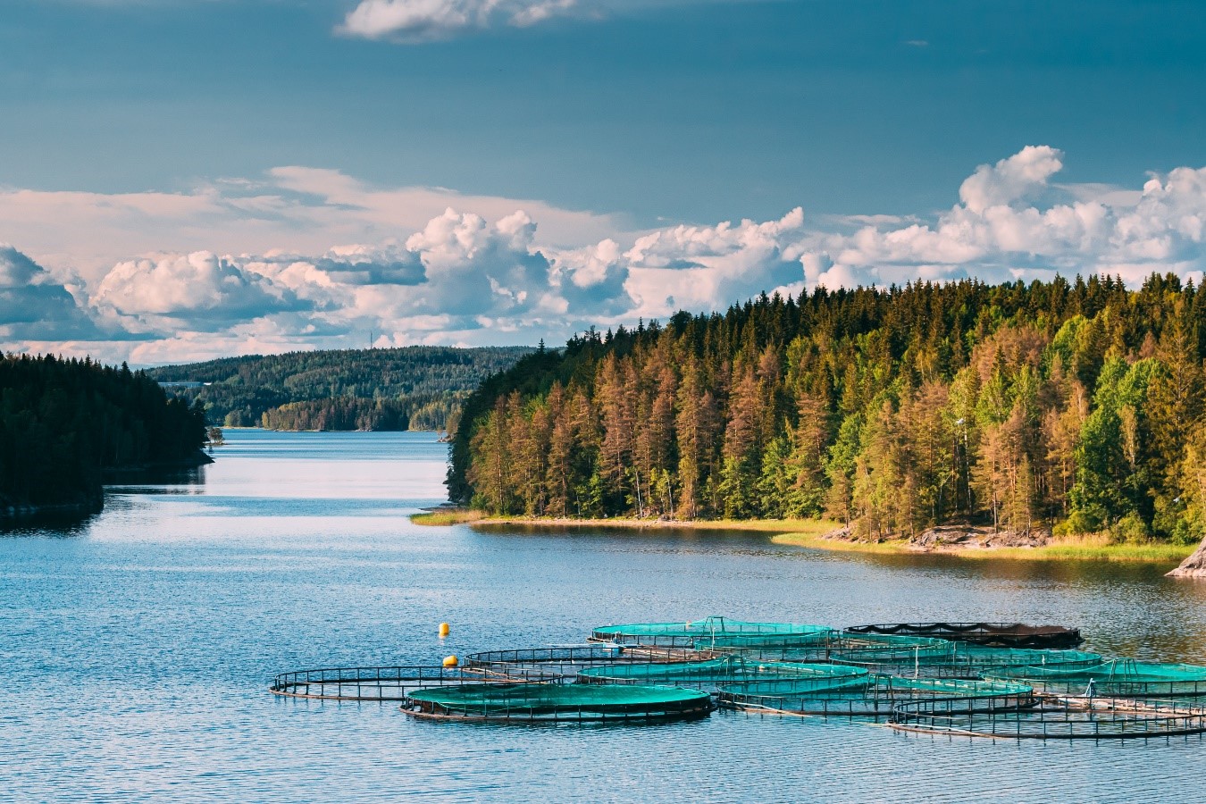 Technologies that allow you to have a sustainable aquaculture system